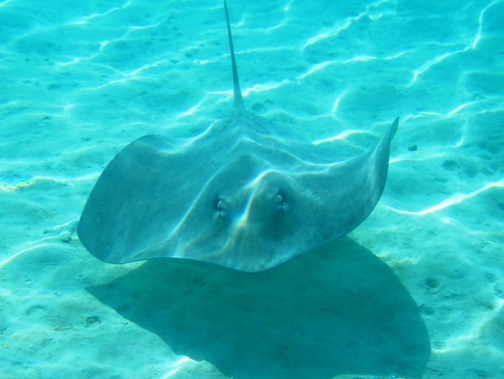 Sting ray (Pink Whipray).